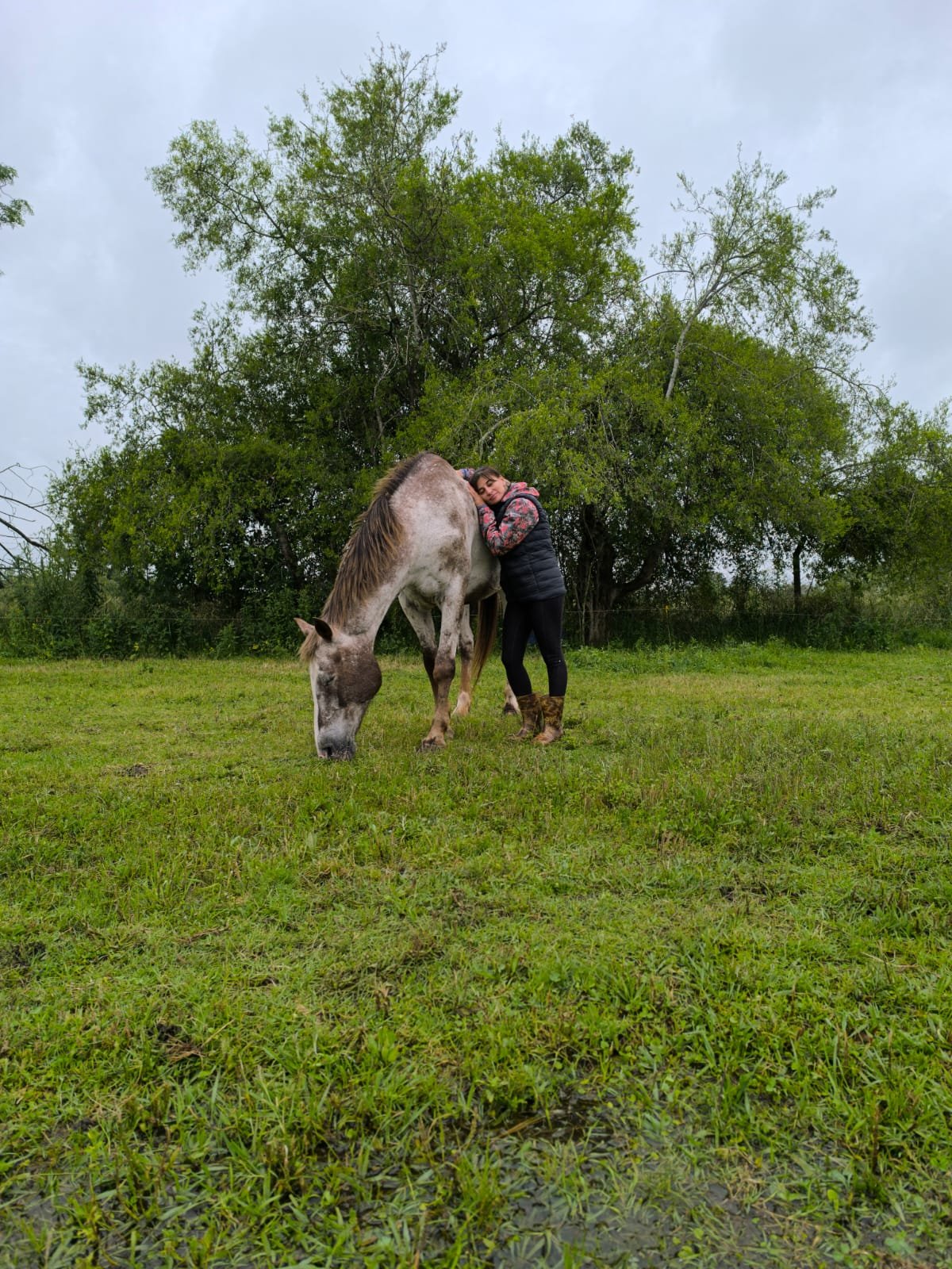 Constelación con Caballos - Terapia Holística